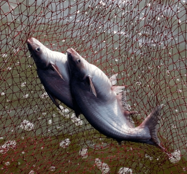 PANGASIUS WHOLE ROUND